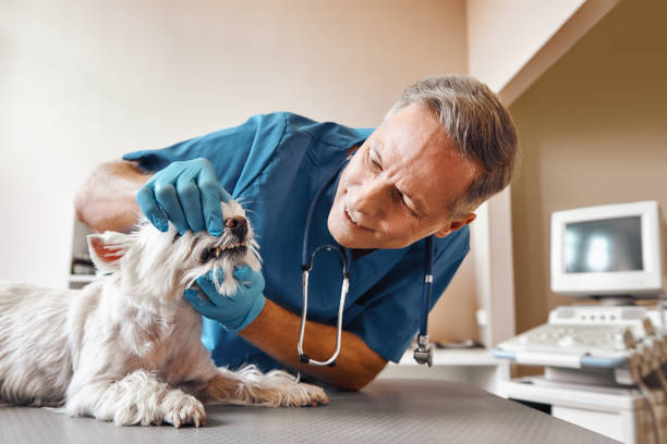 Best Emergency Dental Care for Broken or Chipped Teeth in Glencoe, FL